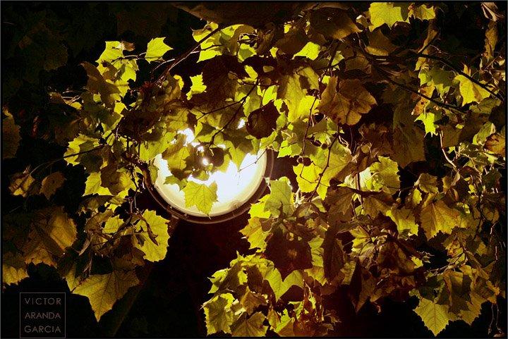 Fotografía de las hojas de un árbol de noche