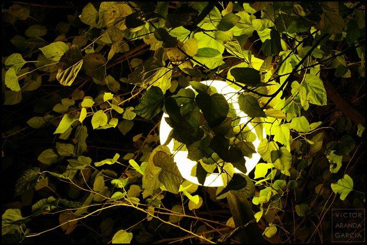 Fotografía de las hojas de un árbol de noche