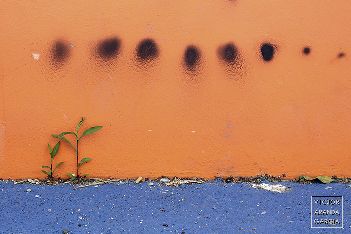 Fotografía de dos plantas crecidas en un suelo azul en la parte baja de un muro pintado de naranja