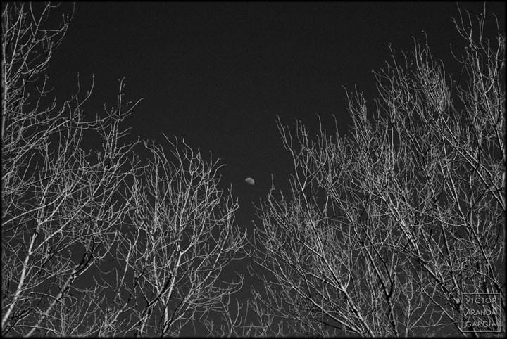 Fotografía de la luna vista en medio de las ramas de un grupo de árboles en El Saler