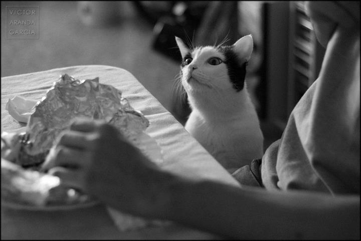 Fotografía en blanco y negro de un gato olisqueando la comida de una persona en la mesa