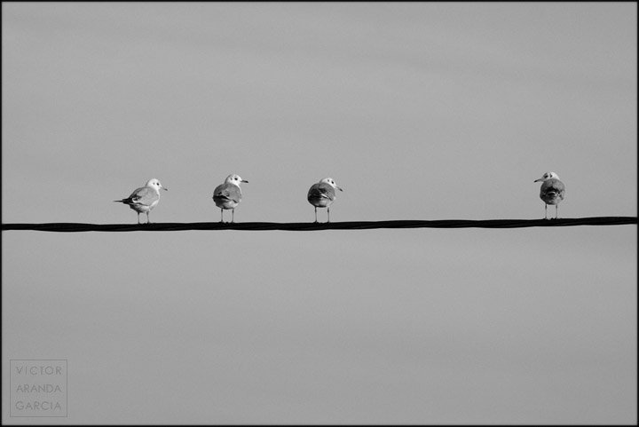Fotografía de una gaviota sobre un cable que mira a tres gaviotas que están sobre el mismo cable que la miran a ella
