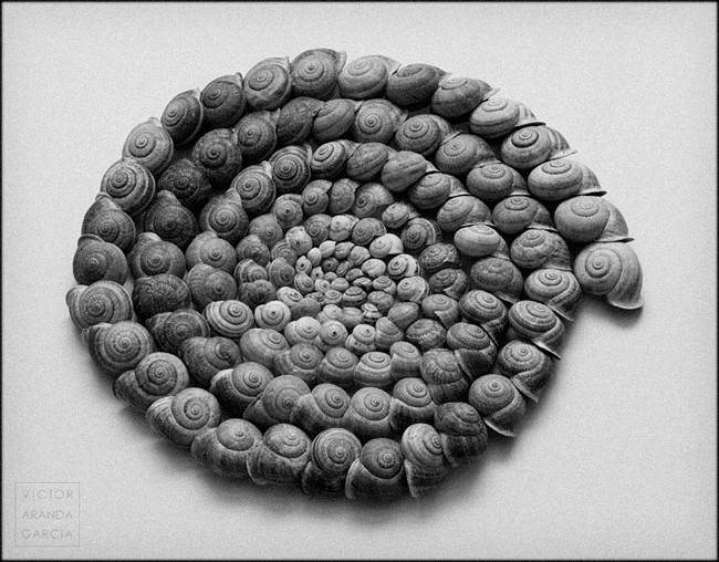 Fotografía en blanco y negro de una espiral hecha con caracoles