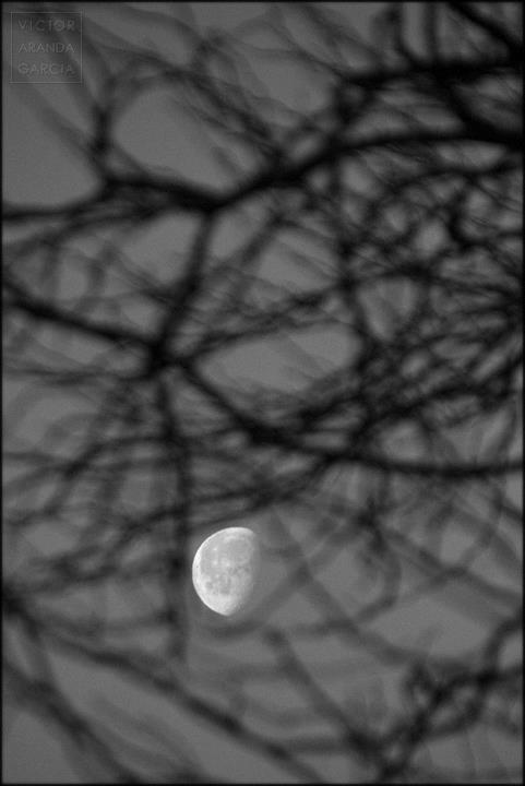 luna entre ramas