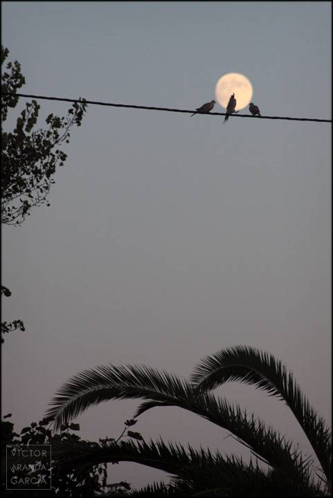 tres aves sobre un cable con luna llena