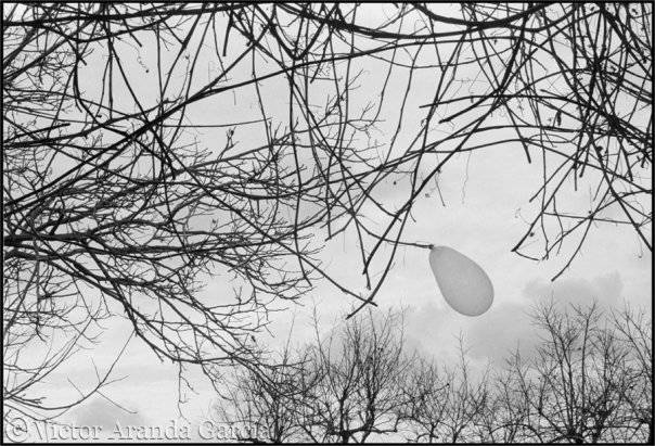 Fotografía de un globo colgado de las ramas de un árbol