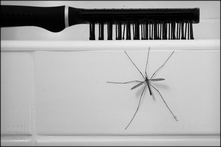 Fotografía de un mosquito de patas largas ante un cepillo